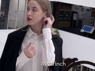 Accafinch