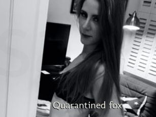 Quarantined_fox